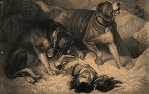 The History of Dogs