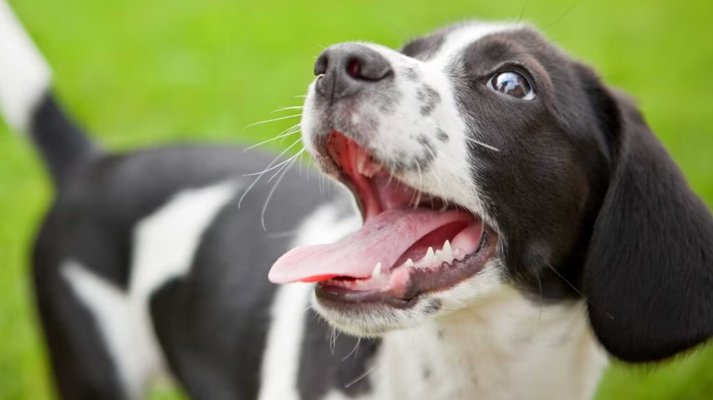 Why Do Dogs Pant? And What Does Excessive Dog Panting Look Like?