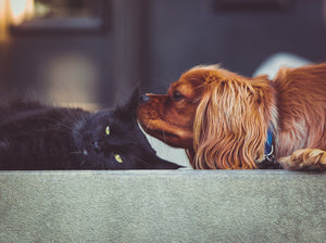How to Introduce a Cat into a Dog Family