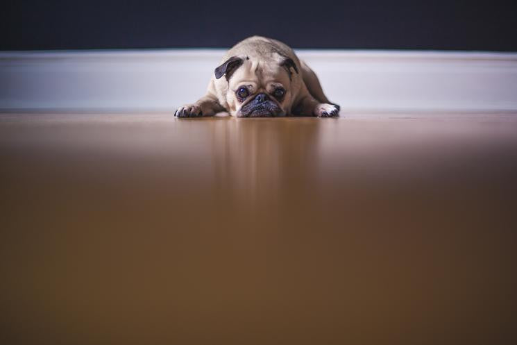 Why Dogs Jump Up On People & How To Train Them To Stop