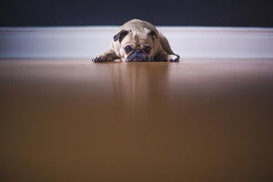 Why Dogs Jump Up On People & How To Train Them To Stop