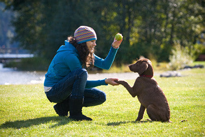 Fun & Easy Tricks To Teach Your Dog